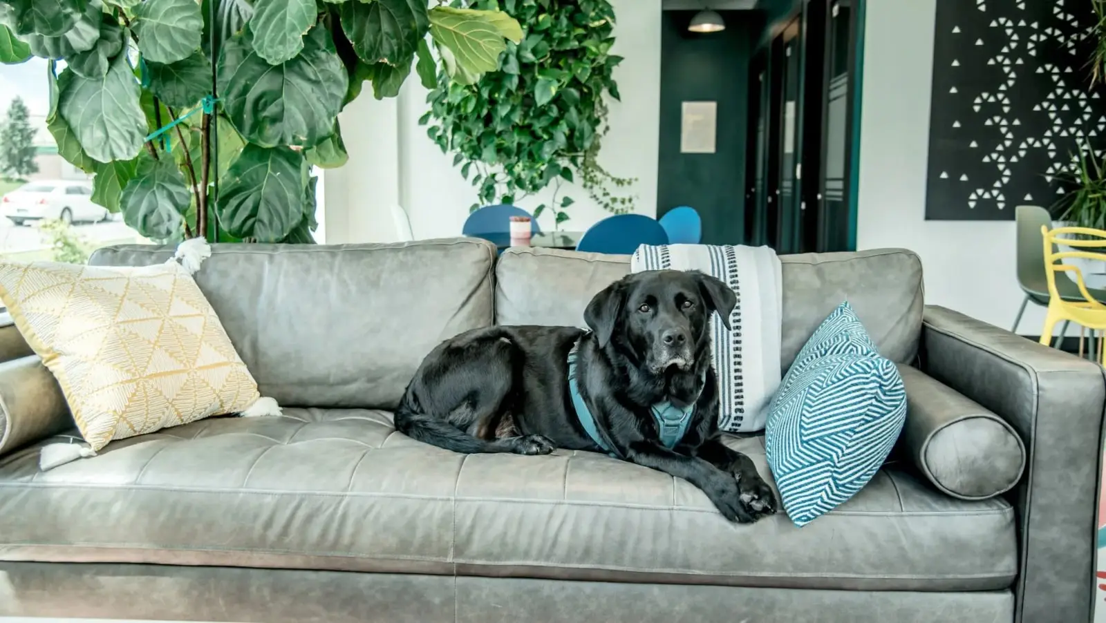 Fractal Workspace is a Pet Friendly Coworking Space