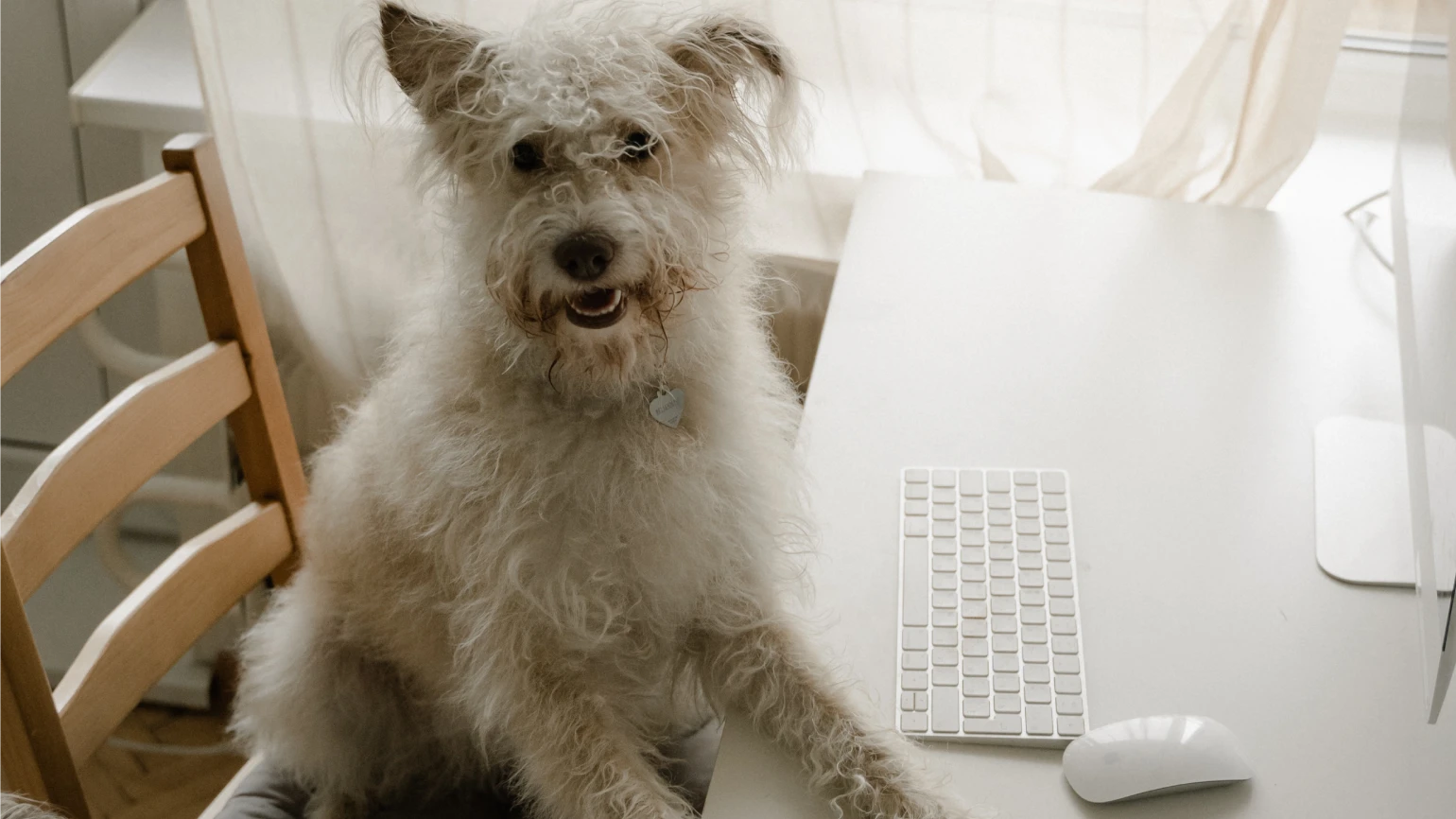 Dog sitting in front of a coworking desk with keyboard and mouse