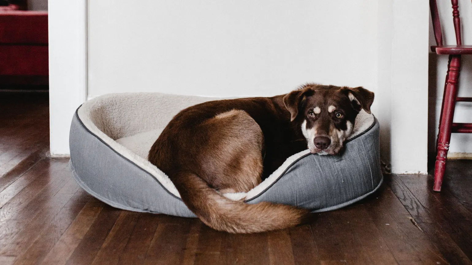 Dog bed in a pet friendly coworking office
