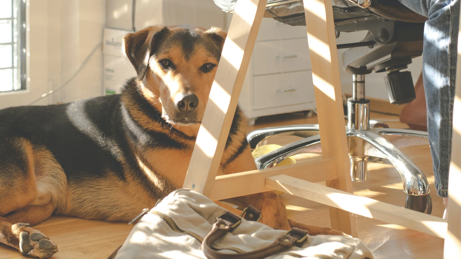 Pet dog in a coworking space